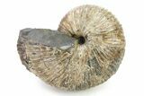 Iridescent Ammonite (Hoploscaphites) Fossil - Montana #316566-1